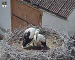 Capi_Dubne_20260708_155003.jpg