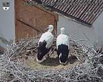 Capi_Dubne_20260708_155503.jpg