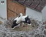 Capi_Dubne_20260708_160003.jpg