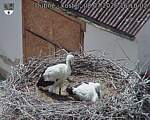 Capi_Dubne_20260708_161002.jpg