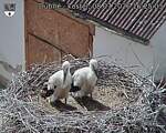 Capi_Dubne_20260708_162503.jpg