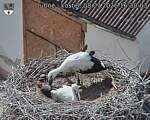 Capi_Dubne_20260708_163003.jpg