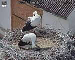 Capi_Dubne_20260708_164003.jpg
