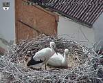 Capi_Dubne_20260708_164503.jpg