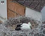 Capi_Dubne_20260708_165502.jpg