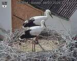Capi_Dubne_20260708_172003.jpg