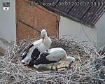 Capi_Dubne_20260708_173003.jpg