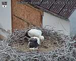 Capi_Dubne_20260708_181003.jpg