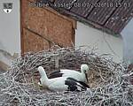 Capi_Dubne_20260708_181503.jpg