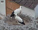 Capi_Dubne_20260708_184503.jpg