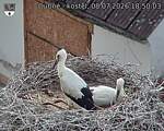 Capi_Dubne_20260708_185003.jpg