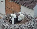 Capi_Dubne_20260708_190003.jpg