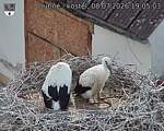 Capi_Dubne_20260708_190503.jpg