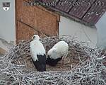 Capi_Dubne_20260708_191003.jpg