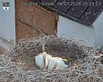 Capi_Dubne_20260708_202503.jpg