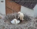 Capi_Dubne_20260708_203003.jpg