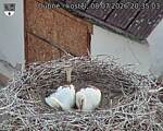 Capi_Dubne_20260708_203503.jpg