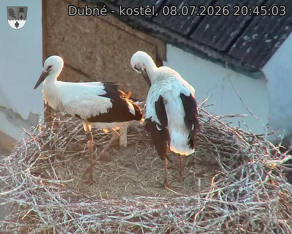 Capi_Dubne_20260708_204503.jpg (1350&nbsp;x&nbsp;1080)