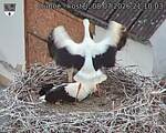 Capi_Dubne_20260708_211003.jpg