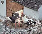 Capi_Dubne_20260708_211503.jpg