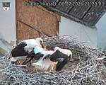 Capi_Dubne_20260708_212003.jpg