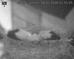 Capi_Dubne_20260708_215505.jpg