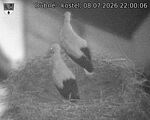 Capi_Dubne_20260708_220006.jpg