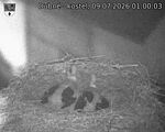 Capi_Dubne_20260709_010003.jpg