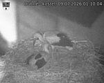 Capi_Dubne_20260709_011004.jpg