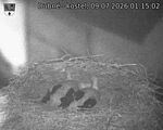 Capi_Dubne_20260709_011503.jpg
