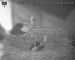 Capi_Dubne_20260709_012503.jpg