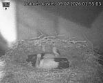 Capi_Dubne_20260709_015503.jpg