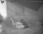 Capi_Dubne_20260709_022002.jpg