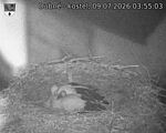 Capi_Dubne_20260709_035503.jpg