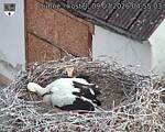 Capi_Dubne_20260709_045503.jpg