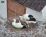 Capi_Dubne_20260709_050502.jpg