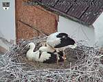 Capi_Dubne_20260709_051503.jpg