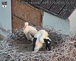 Capi_Dubne_20260709_053503.jpg