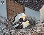 Capi_Dubne_20260709_060504.jpg