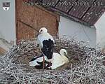 Capi_Dubne_20260709_061504.jpg