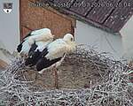 Capi_Dubne_20260709_062004.jpg