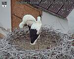 Capi_Dubne_20260709_063004.jpg