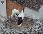 Capi_Dubne_20260709_063504.jpg