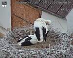 Capi_Dubne_20260709_064004.jpg