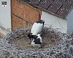Capi_Dubne_20260709_072504.jpg