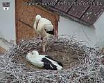 Capi_Dubne_20260709_073504.jpg