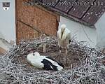 Capi_Dubne_20260709_074004.jpg