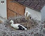 Capi_Dubne_20260709_074504.jpg