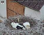 Capi_Dubne_20260709_075004.jpg