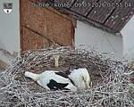 Capi_Dubne_20260709_075504.jpg